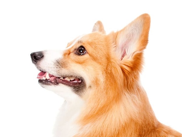 4. А в какой картинке спряталась вторая часть этой чудесной собачки?