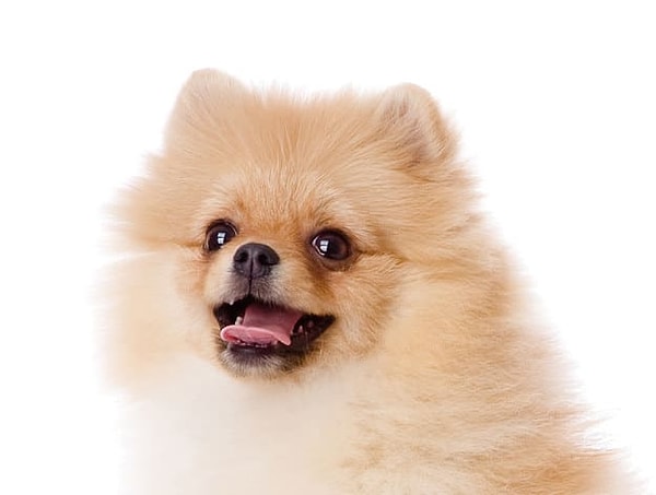 6. Найдите хвостик у следующей собачки: