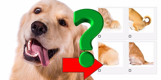 Тест на внимательность: Сможете ли вы найти вторую часть собаки?