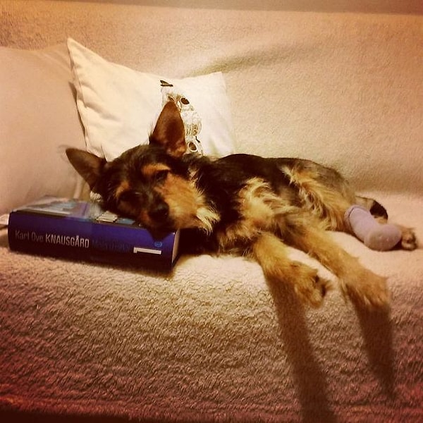 4. Наталья и Лукас отвезли животное к ветеринару, и тот сказал, что щенка, скорее всего, сбила машина, и что произошло это около 3-4 недель назад