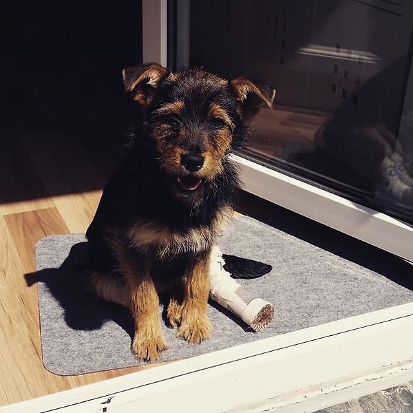 6. Они назвали ее Бобби. Одну заднюю лапу все-таки пришлось ампутировать, но вторую удалось спасти. Сейчас Бобби живет у Лукаса и Натальи и наслаждается жизнью