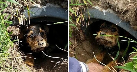 Пара заметила шевеление в канаве и нашла там щенка со сломанными лапами