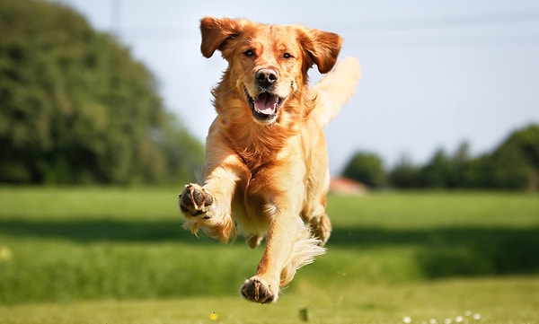 1. Хочешь пойти на прогулку?