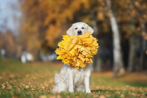 Ты - золотистый ретривер!