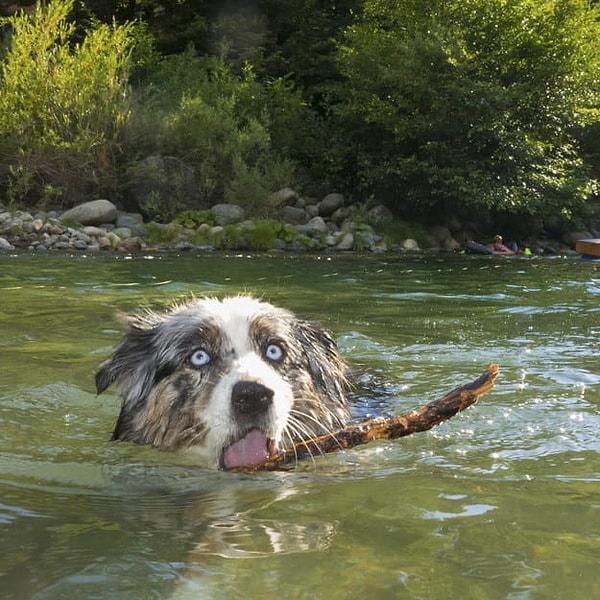 Ты - австралийская овчарка!