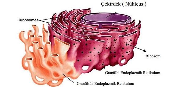 5. Endoplazmik Retikulum