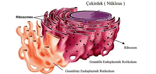 5. Endoplazmik Retikulum