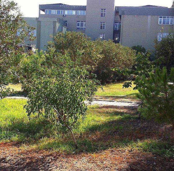 14. Güzel Sanatlar Fakültesi bahçesindeki Okaliptus ağaçlarına hamak kurup, sallanmak.