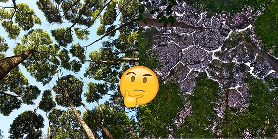 Ağaç Dalları Birbirine Dokunmadığında Ortaya Çıkan 'Taç Utangaçlığı'ndan 27 Kare