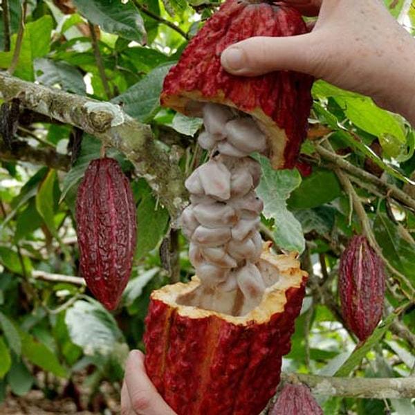 19. Kakao ağaçları 200 yıla kadar yaşayabiliyor...
