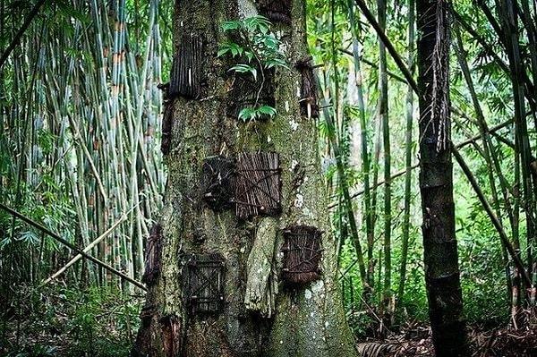 14. Endonezya’nın Tana Toraja adasındaki yerlilerin inancına göre, eğer bir bebek diş çıkarmadan önce ölürse, bir ağacın gövdesinde oyuk açılıyor ve cesedi oraya konuyor.