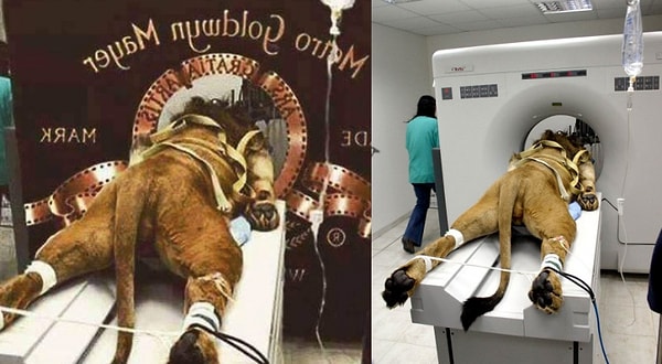 10. «Как снималась заставка кинокомпании Metro Goldwyn Mayer»