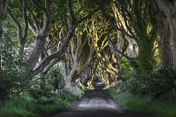 23. Дарк Хеджес — Королевский тракт