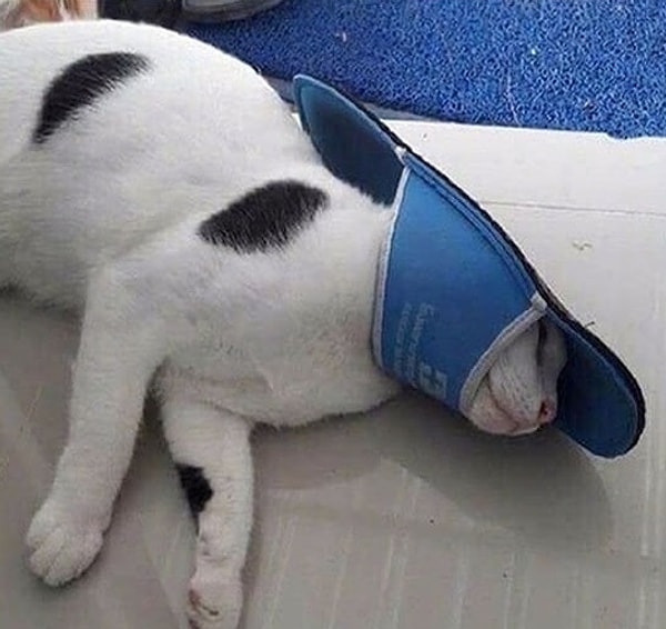 10. "Скажи Серсее. Я хочу, чтобы она знала, что это была я!"