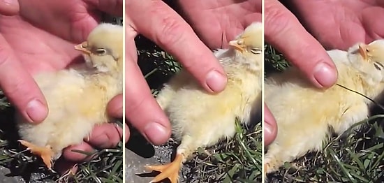 Sevgi İyi Gelmez mi Hiç? Karnı Okşandıkça Huzurlu Bir Uykuya Dalan Civciv