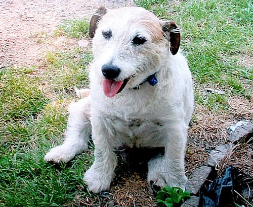 2007 yılında George adındaki 9 yaşında bir Jack Russell Terrier’i, kendini üç pitbull’un önüne atarak oradaki 5 çocuğun hayatını kurtardı.
