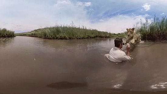 Annesi Tarafından Terk Edilen Aslanı Kurtaran Adamın Aslanla Seneler Sonra Doğada Karşılaşması