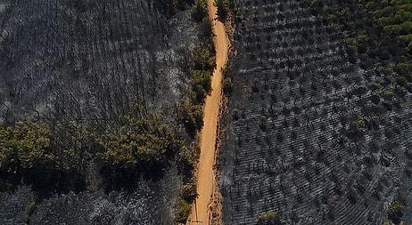 Kara Tablo: Ayvalık Tabiat Parkı'ndan Yangın Sonrası Yürekleri Burkan 13 Fotoğraf