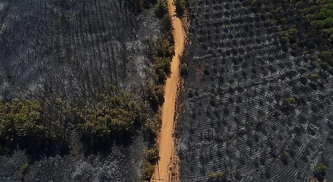 Kara Tablo: Ayvalık Tabiat Parkı'ndan Yangın Sonrası Yürekleri Burkan 13 Fotoğraf