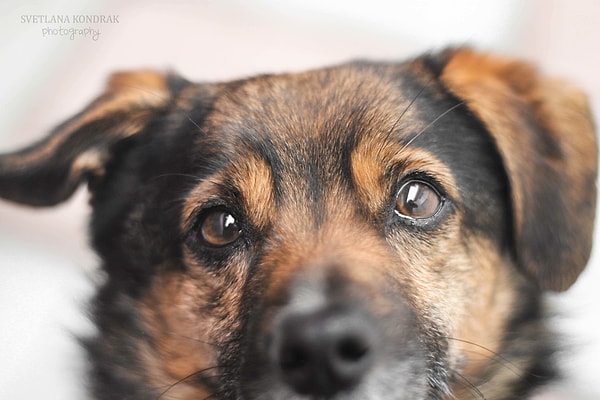 13. Живём с мужем в частном доме и так как места много, уже взяли из приюта четырёх собак и двух кошек. Две собаки без одной передней лапы, одна ничего не слышит, четвёртый пёс вообще был спасен от живодеров, они жгли ему шерсть, кожу, мы лечили его ожоги. Одна кошка без глаза, другую предыдущие хозяева били, очень боится чужих. Все друзья крутят пальцем у виска, говорят, что у нас достаточно денег, и мы можем завести красивую породистую хаски и шикарного мейн-куна, а вместо этого забираем из приютов инвалидов без породы. Становится очень обидно, зато как же замирает сердце, когда эти "инвалиды" встречают тебя дома, как преданно заглядывает в глаза, как не отходят от тебя ни на шаг. Никаких мыслей взять породистое животное даже не возникает, будем продолжать спасать бездомных и несчастных, они становятся самыми преданными друзьями, а наша дочь учится доброте и состраданию. Кошку без глаза, кстати, она сама принесла домой, отбив у хулиганов (дочери всего восемь лет). Думаю, мы все делаем правильно.