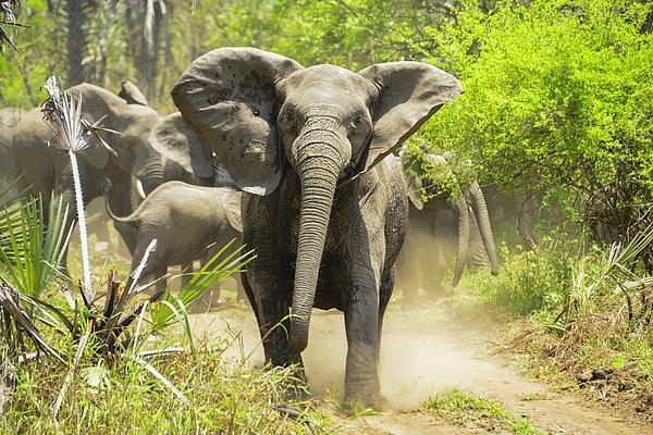 Fil araştırmacıları, bazı fillerde insanlardaki gibi travma sonrası stres bozukluğu görülebildiğini söylüyorlar.