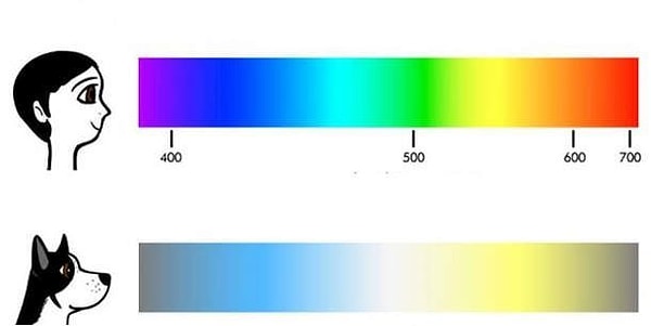 1. У собак не черно-белое зрение
