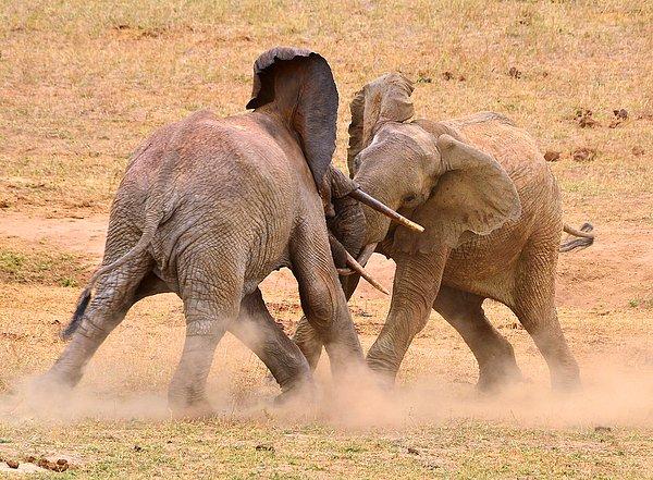 Uzmanlar, fillerin insanlara karşı saldırganlığının, fil-fil çatışmalarında gözlemledikleri saldırganlıktan farklı olduğunu belirtiyor.