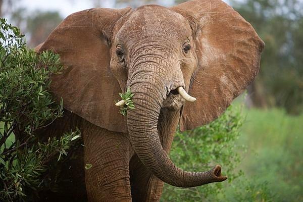 Filler, aile üyelerinden birini kaybettiklerinde bunu unutamıyorlar ve travma yaşayabiliyorlar.