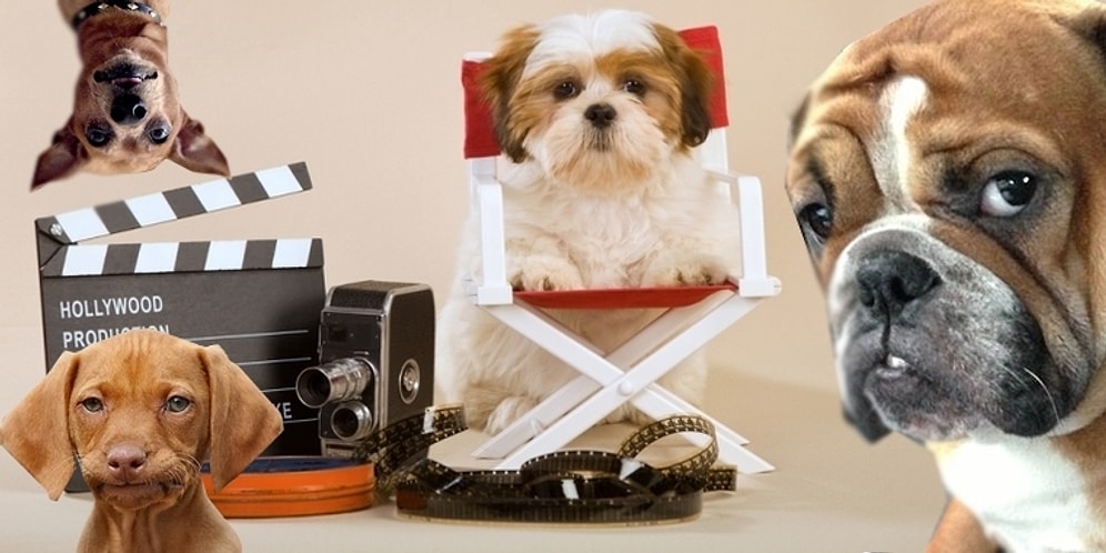 26 Ağustos Dünya Köpek Günü'nde İzleyebileceğiniz Birbirinden Hav-Hav 26 Film