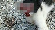 Sosyal Medyada Kan Donduran Görüntü: Bir Kişi, Kedinin Gözünü Oyup Fotoğrafını Paylaştı İddiası