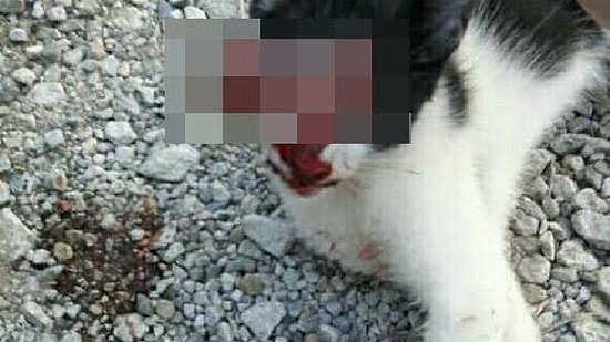 Sosyal Medyada Kan Donduran Görüntü: Bir Kişi, Kedinin Gözünü Oyup Fotoğrafını Paylaştı İddiası