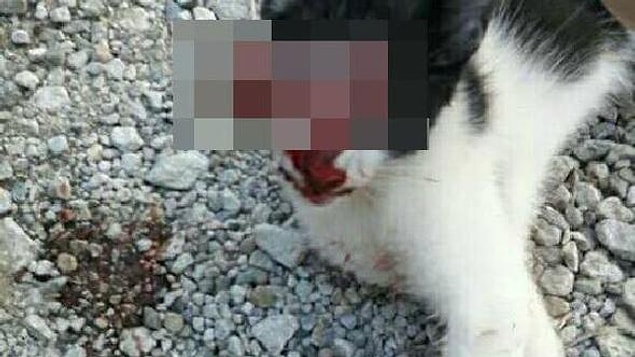 Sakarya'da yaşayan Sude A. isimli şahıs tek gözü oyulmuş bir kedinin fotoğrafını sosyal medya hesabından paylaştı. Fotoğraf başlığı olarak ise 'En sevdiğim' yazdı...