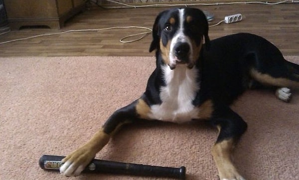 4. Даже собаки не прочь иметь собственную биту