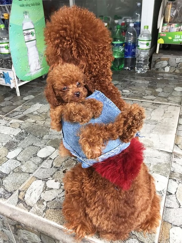 Şimdi köpekler her gittiği yere Teddy'i sırtlarında götürüyor! Teddy'nin de hoşuna gidiyor gibi gözüküyor!