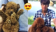 Köpek Ailesine Yeni Yavrularını Sırtlarında Taşımaları İçin Çanta Yapan Adam!