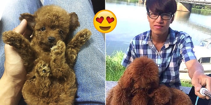 Köpek Ailesine Yeni Yavrularını Sırtlarında Taşımaları İçin Çanta Yapan Adam!