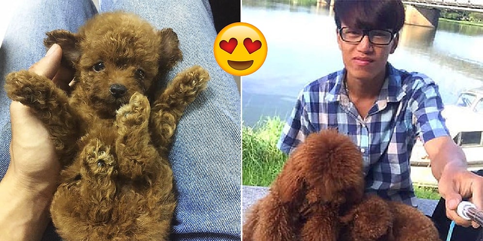 Köpek Ailesine Yeni Yavrularını Sırtlarında Taşımaları İçin Çanta Yapan Adam!