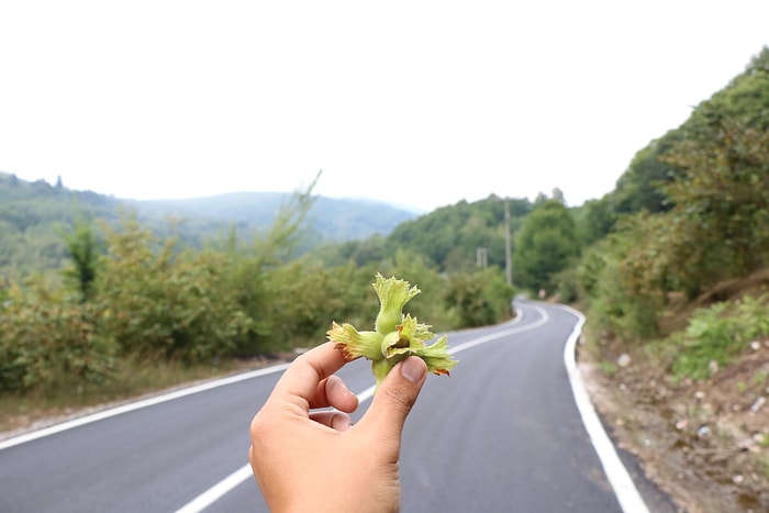 Ordu'da Bahçeden Sofraya Fındığın Hikayesini Araştıran Gezginden 15 Fotoğraf