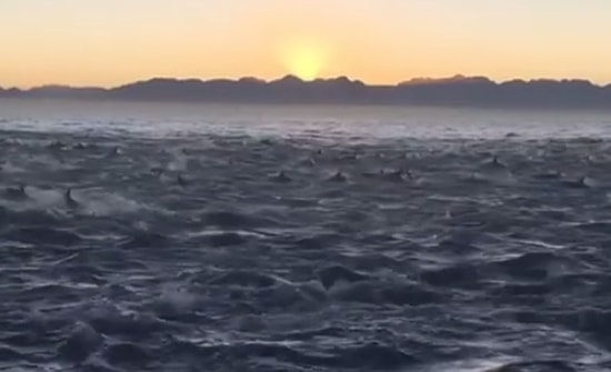 Binlerce Yunusun Tekneye Eşlik Ettiği Muhteşem Anlar