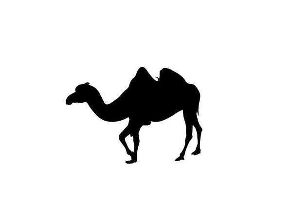 9. Сколько животных вы видите на картинке?