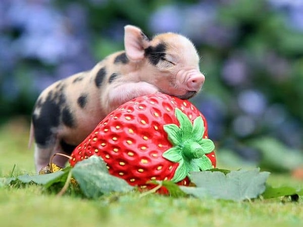 4. А что вы чувствуете, глядя на карликовых домашних свинок?