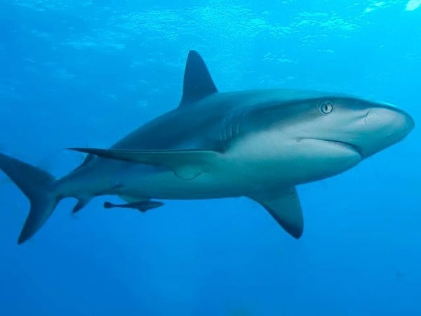 5. А что насчет акул?