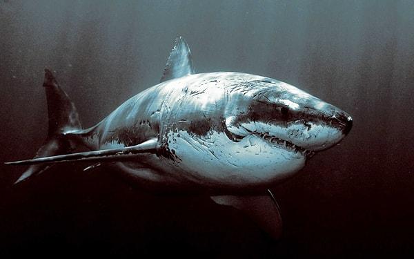 6. Derin sularda da çetin mücadeleler var. Bu mücadelelerden birinden gazi olarak çıkan büyük beyaz köpek balığı.
