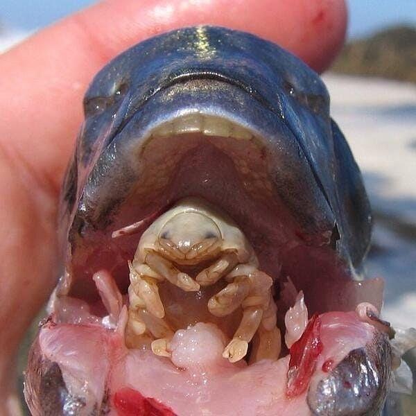 7. Balıkların solungaçlarına giren, dillerini yiyen bir dil paraziti.