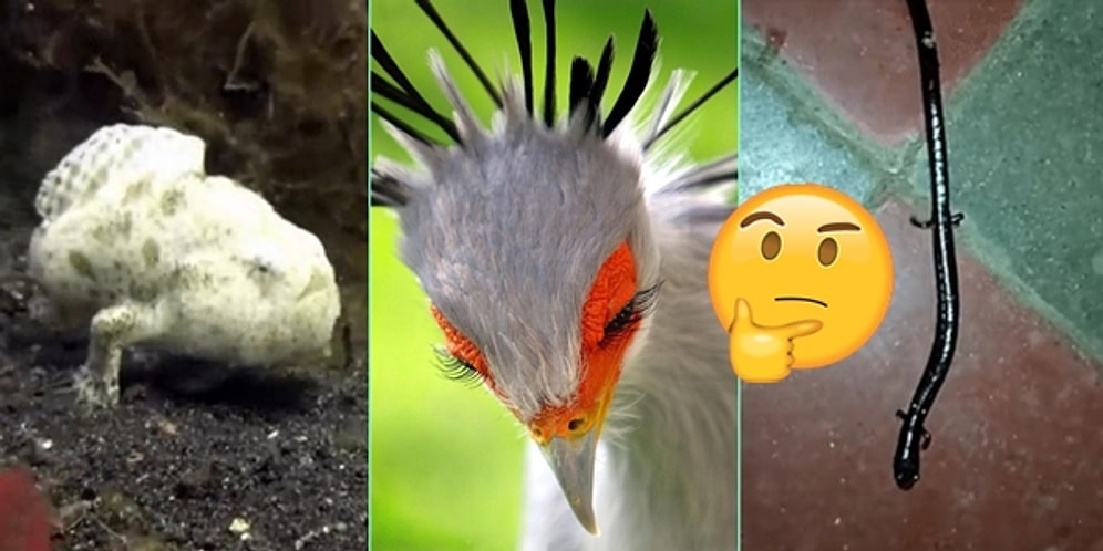 Doğanın Saklı Köşelerinde Bu Dünyadan Değilmişçesine Gerçekleşmiş 20 Tuhaf Görüntü