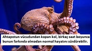 Ahtapotların Sıra Dışı Görüntüsünün Yanında Birer Doğa Harikası Olduğunu Kanıtlayan 17 Bilgi