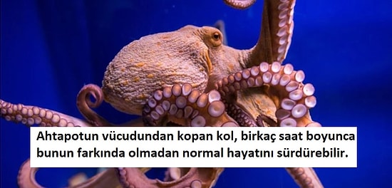 Ahtapotların Sıra Dışı Görüntüsünün Yanında Birer Doğa Harikası Olduğunu Kanıtlayan 17 Bilgi