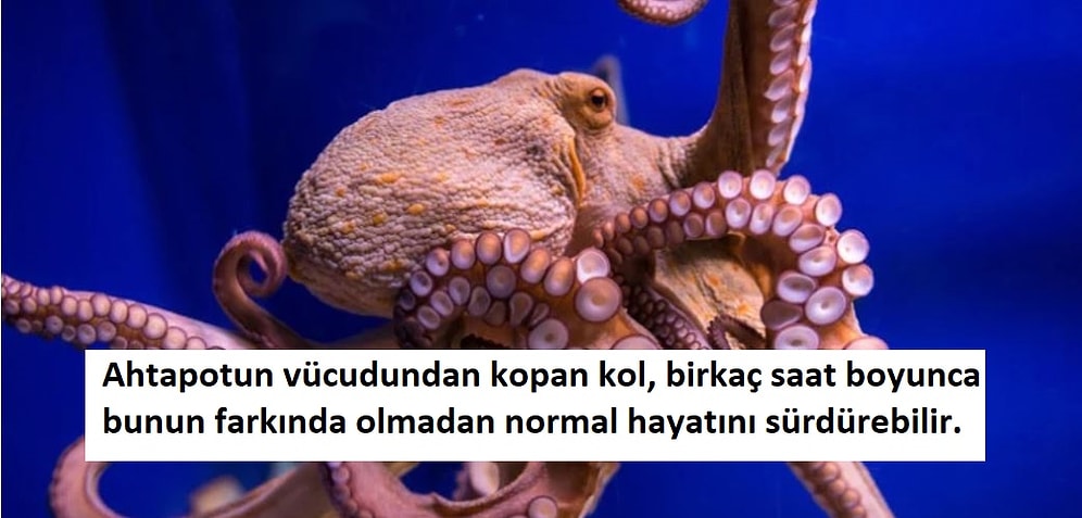 Ahtapotların Sıra Dışı Görüntüsünün Yanında Birer Doğa Harikası Olduğunu Kanıtlayan 17 Bilgi