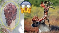 Doğanın Psikopatça Takılmayı Delicesine Sevdiğini Gösteren 21 Çarpıcı Görüntü
