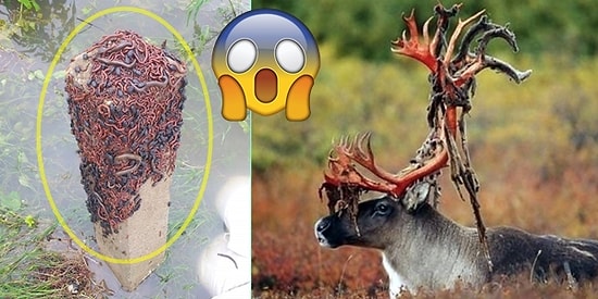 Doğanın Psikopatça Takılmayı Delicesine Sevdiğini Gösteren 21 Çarpıcı Görüntü